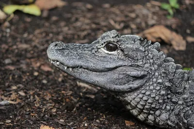 A Texas woman has been raising an alligator from the zoo as a pet,  officials say : NPR