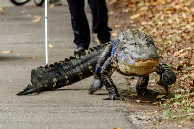 Alligator kisses - UGA Research News