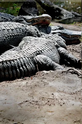 Unathletic' alligator with 'terrible arthritis' escapes Wisconsin zoo | The  Hill