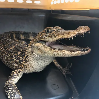 Chinese alligator | Smithsonian's National Zoo and Conservation Biology  Institute