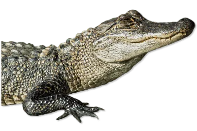 Crocodile vs alligator: what's the difference between these two fearsome  predators? - Discover Wildlife