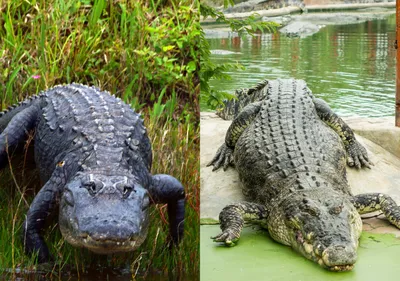 Chinese Alligator | The Maryland Zoo