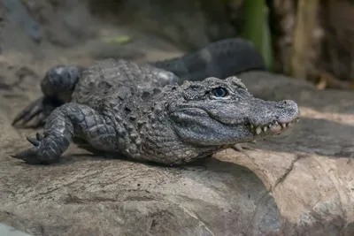 Man, 79, attacked by a nearly 7-foot alligator during early morning walk in  Florida community