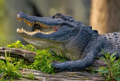 Climate change could alter the gender ratios of American alligator offspring