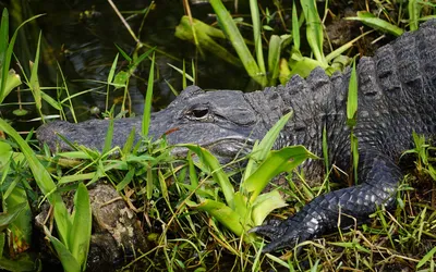 Chinese Alligator - Milwaukee County Zoo