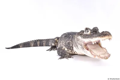 What's this thing on this alligator's neck? It moved in and out and it  looked like it has stuff coming out of it.. : r/herpetology