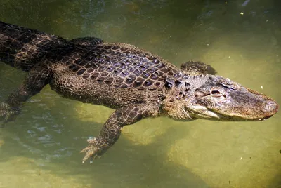 Emotional support' alligator denied entry into baseball stadium | US News |  Sky News