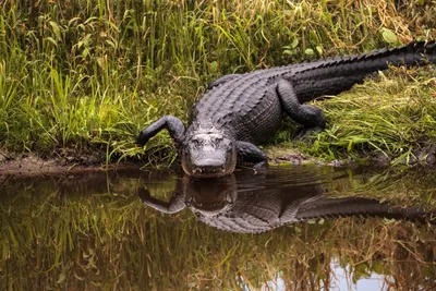 https://unsplash.com/s/photos/alligator