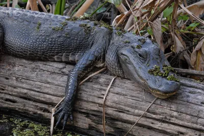 The Creature Feature: 10 Fun Facts About the American Alligator | WIRED