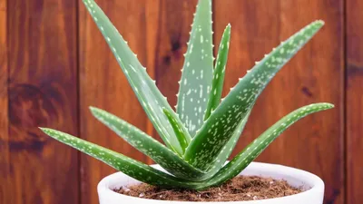 Aloe Vera Plant Care: How to Take Care of Aloe Vera | The Old Farmer's  Almanac