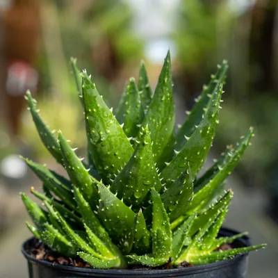 Aloe Brevifolia | Not Aloe Vera | Architectural Plants