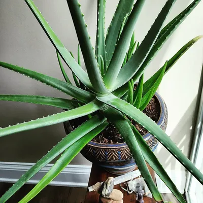 Why Aloe Vera Is So Great For Your Skin – Otis Skincare