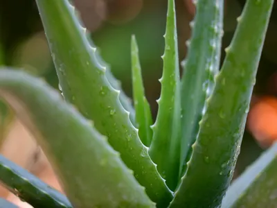 How to grow, harvest, preserve, and use aloe vera | Popular Science