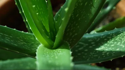 How to Grow and Care for Lace Aloe (Aristaloe aristata)