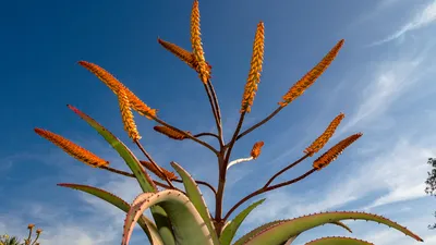 Why You Should Grow Aloe Vera - Debra Lee Baldwin