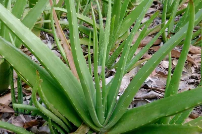 Aloe Vera Gel - Natural – PureNature NZ