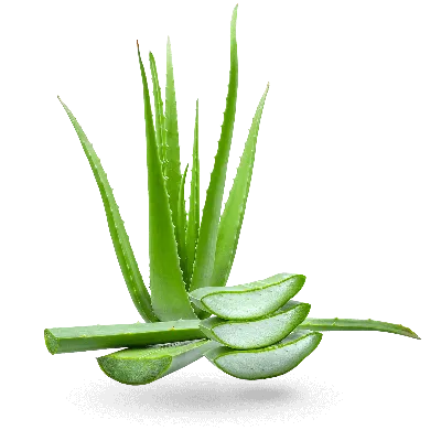 Aloe Vera. – SicarFarms