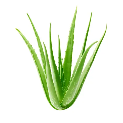 Care Diary: Aloe aculeata - Trex Plants