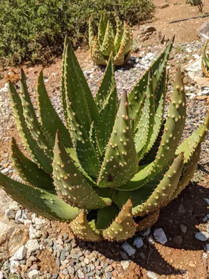 Aloe Vera: 10 Amazing Benefits That Will Boost Your Health