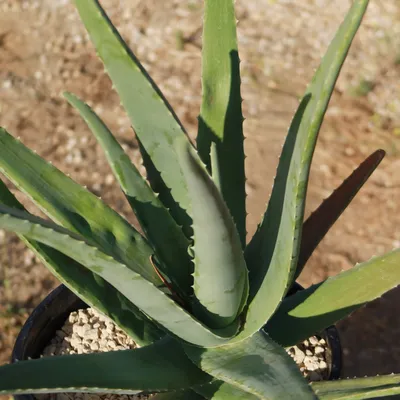 How to Grow and Care for Aloe Vera