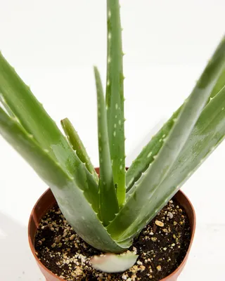 Aloe Vera Juice: Benefits, Nutrition, and Risks