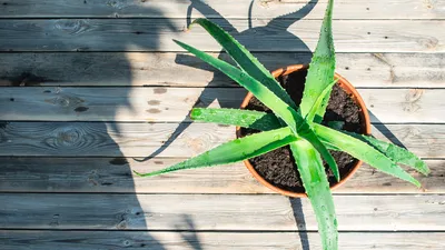 7 Amazing Uses for Aloe Vera