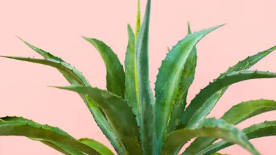 Aloe Vera Benefits for Skin and Hair Go Way Beyond Soothing a Sunburn |  Allure