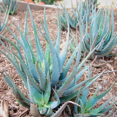 Blue Elf Aloe | Plants Express