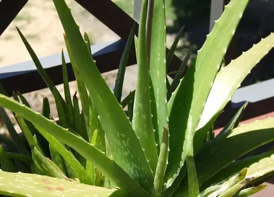 Aloe vera - Aloe vera | Plants | Kew