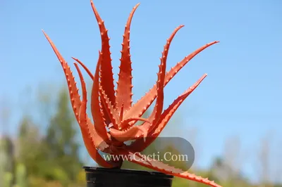 Aloe cameronii - Cacti.com