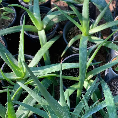 Aloe, Edible – Sarvodaya Institute