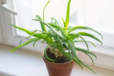 How to Propagate Aloe