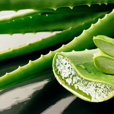 Aloe Vera Oil Blend — The Essential Oil Company