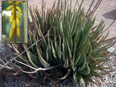 How to Grow Aloe Vera - Aloe Plant Care Indoors and Outside