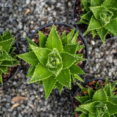 What Does an Overwatered Aloe Plant Look Like?