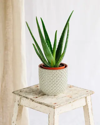 Aloe Brevifolia | Not Aloe Vera | Architectural Plants