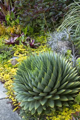 An aloe-killer's guide to thriving aloe vera plants - gardenstead