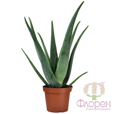 The Ultimate Guide to Aloe Vera Care: Simple Tips for a Healthy, Thriving  Houseplant! – La Green Touch