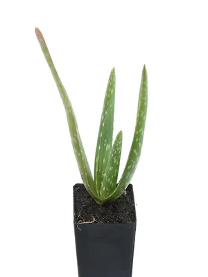 Spiral Aloe, Aloe polyphylla, Monrovia Plant