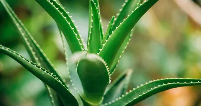 Aloe Vera • Plantland