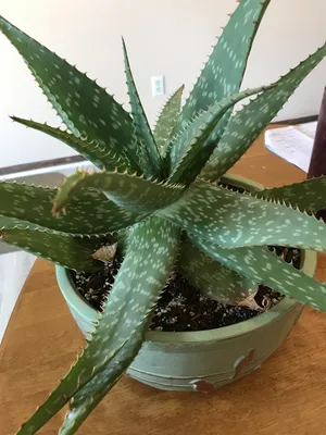 How to Grow and Care for Star Aloe Hybrids - Trex Plants