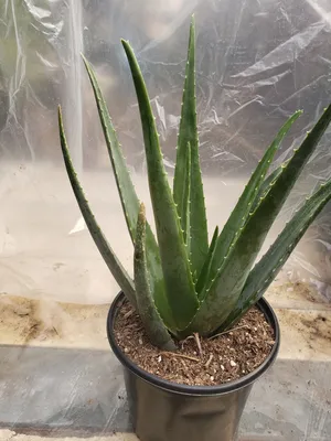 Aloe Vera | Star Nursery Garden and Rock Centers