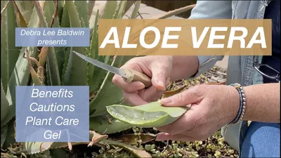 Aloe Plant Care: Tips to Grow Aloe Vera Plants | Bouqs Blog