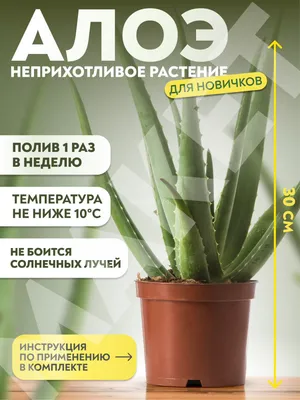 How to Grow and Take Care of an Aloe Plant (2024 Guide)