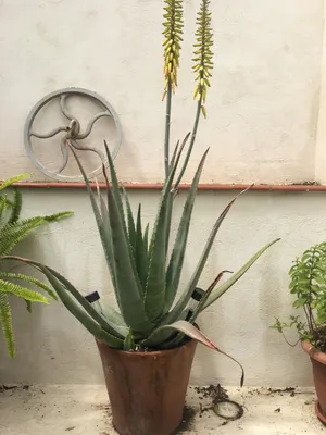 The Magical Spiral Aloe Plant at Flora Grubb SF! — Flora Grubb Gardens