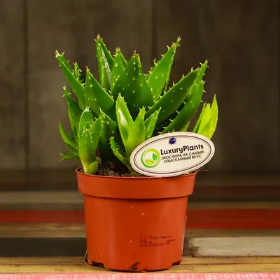 My Aloe Vera is blossoming : r/gardening