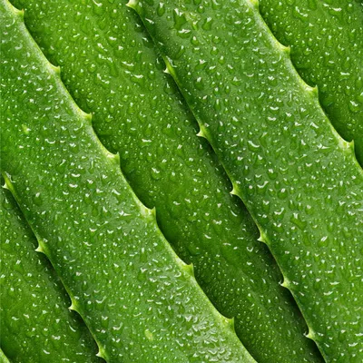 Aloe aristata – Succulent Gardens