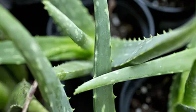 Terry Laboratories | Aloe Vera | Extracts | Concentrates