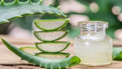 Aloe Vera Plant Care 101 - Bob Vila