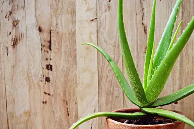 Must-Have Aloe 'Purple Haze' Succulent | Shop Online |Planet Desert